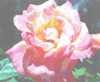 Rose f&uuml;r Gabriella