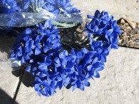 Sternblume blau 144tlg. 15.00